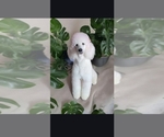 Small Photo #1 Poodle (Standard) Puppy For Sale in ROMEOVILLE, IL, USA
