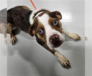 Beagle-Unknown Mix Dogs for adoption in Temple, TX, USA