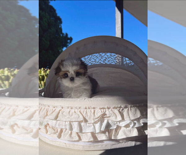 Medium Photo #2 Shih Tzu Puppy For Sale in MONTCLAIR, CA, USA