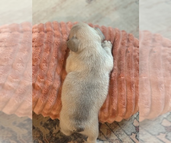 Medium Photo #5 French Bulldog Puppy For Sale in MARSHFIELD, MO, USA