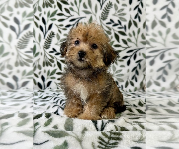 Medium Photo #4 Shorkie Tzu Puppy For Sale in GREENFIELD, IN, USA