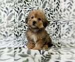 Small #3 Shorkie Tzu