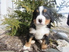 Puppy 5 Bernese Mountain Dog