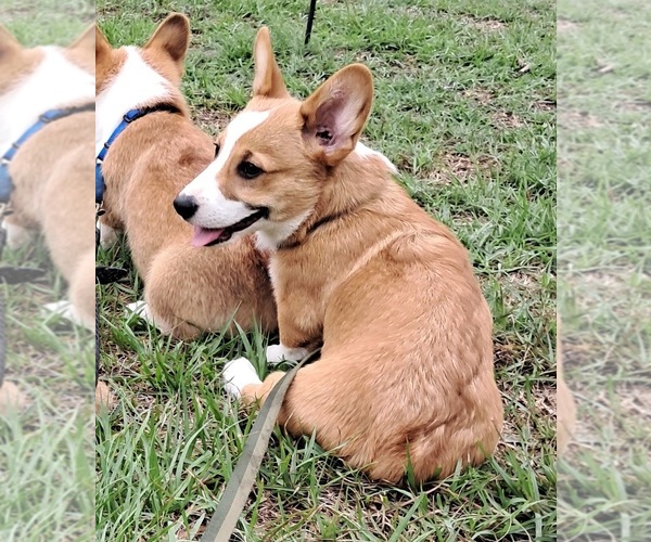 Medium Photo #8 Pembroke Welsh Corgi Puppy For Sale in HILLIARD, FL, USA
