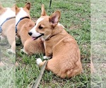 Small #7 Pembroke Welsh Corgi