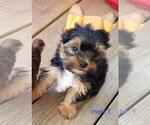 Small #2 Yorkshire Terrier