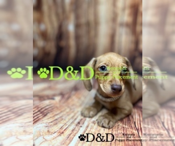 Medium Photo #8 Dachshund Puppy For Sale in RIPLEY, MS, USA