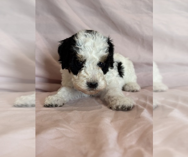 Medium Photo #10 Bernedoodle (Miniature) Puppy For Sale in LONGMONT, CO, USA