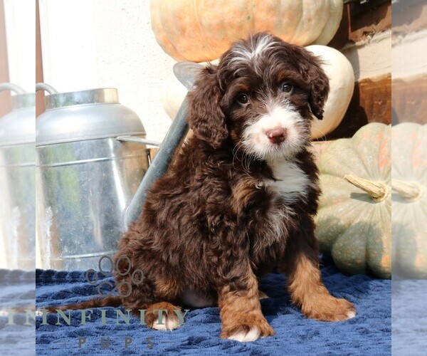 Medium Photo #3 Bernedoodle (Miniature) Puppy For Sale in NARVON, PA, USA