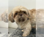 Small #2 Shih Tzu