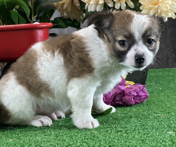 Medium Photo #6 Chihuahua Puppy For Sale in CANOGA, NY, USA