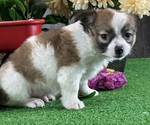 Small #5 Chihuahua