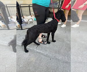 Poodle (Standard) Dogs for adoption in Ball Ground, GA, USA