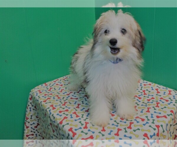 Medium Photo #2 Maltipom Puppy For Sale in PATERSON, NJ, USA