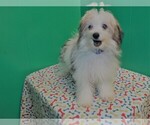 Small Photo #2 Maltipom Puppy For Sale in PATERSON, NJ, USA