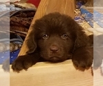Small Photo #4 Newfoundland Puppy For Sale in SHELTON, WA, USA