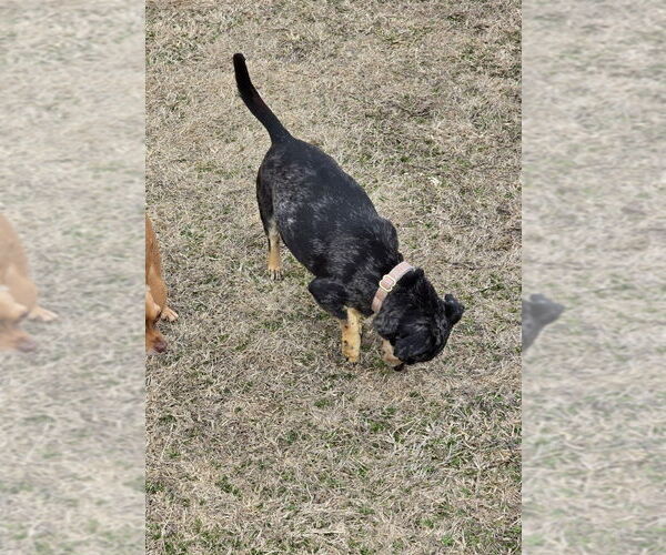 Medium Photo #8 Chiweenie Puppy For Sale in Claremore, OK, USA