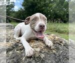 Small American Staffordshire Terrier