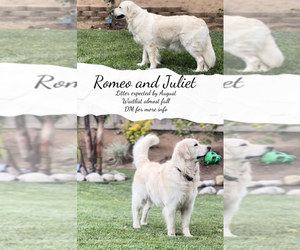English Cream Golden Retriever Dog for Adoption in RIVERSIDE, California USA