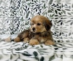 Small #1 Shorkie Tzu