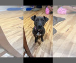 Small #7 American Pit Bull Terrier Mix