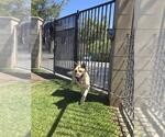 Small #1 German Shepherd Dog