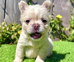 Small #2 French Bulldog