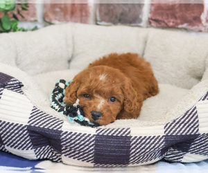 Cavapoo (Miniature) Puppy for sale in SYRACUSE, IN, USA