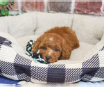 Image preview for Ad Listing. Nickname: Strudel
