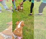 Small #7 American Pit Bull Terrier