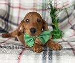 Small Photo #5 Dachshund Puppy For Sale in CEDAR LANE, PA, USA