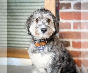Benji - Male Aussiedoodle Miniature  Dog for Adoption - Photo #3