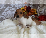 Small #14 Dachshund