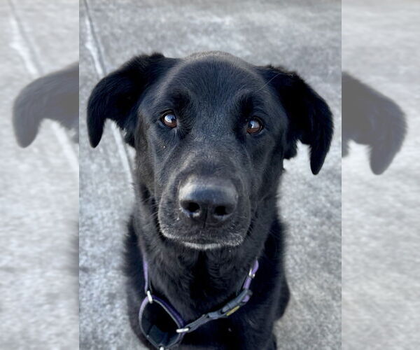 Medium Photo #1 German Shepherd Dog-Unknown Mix Puppy For Sale in Evansville, IN, USA