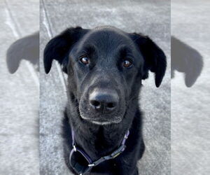 Medium German Shepherd Dog Mix