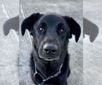 Small German Shepherd Dog Mix