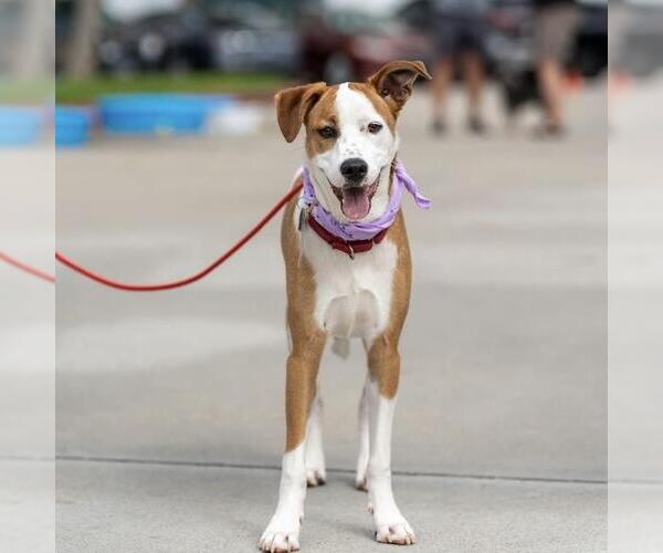 Medium Photo #17 Unknown-Whippet Mix Puppy For Sale in San Diego, CA, USA