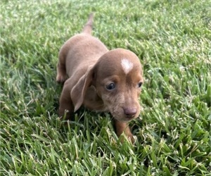 Dachshund Puppy for sale in CONCORDIA, MO, USA