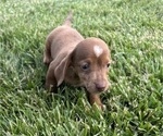 Small Dachshund