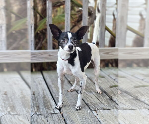 Medium Photo #1 Chihuahua-Unknown Mix Puppy For Sale in Social Circle, GA, USA