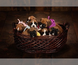 Boxer Puppy for sale in SAINT CROIX FALLS, WI, USA