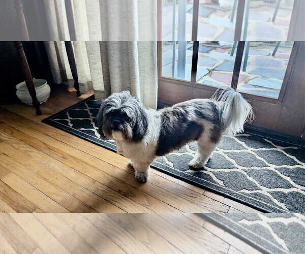 Medium Photo #5 Shih Apso Puppy For Sale in Westwood, NJ, USA