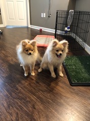 Pomeranian Puppy for sale in PERRYSBURG, OH, USA