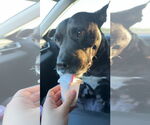 Small #4 American Pit Bull Terrier