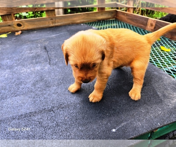 Medium Photo #6 Golden Retriever Puppy For Sale in LEON, KS, USA