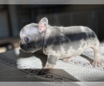 Small Photo #3 French Bulldog Puppy For Sale in SANTA ROSA, CA, USA