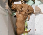 Small #3 Golden Retriever