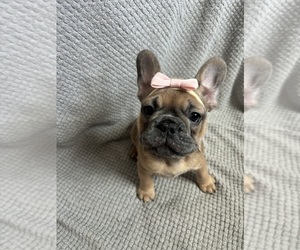 French Bulldog Puppy for sale in ALLENTOWN, PA, USA