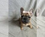 Small French Bulldog