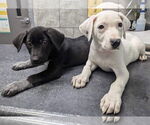 Small #3 Labrador Retriever Mix